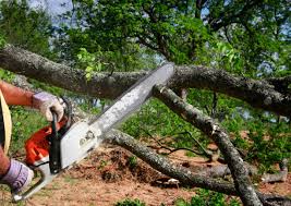 Best Hazardous Tree Removal  in Poinciana, FL